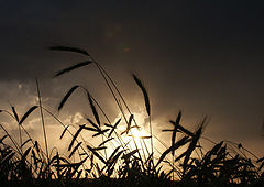photo "the rye field"