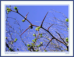 photo "Alive needles"