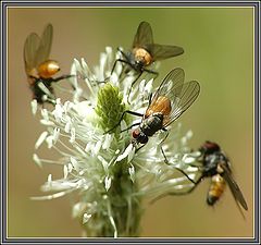 photo "Tea for four..."