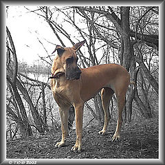 photo "April portrait"