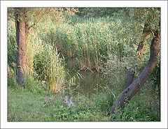 photo "The Swamp"