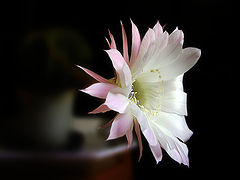 photo "The cactus blossoms"