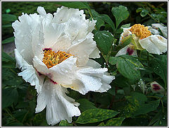 фото "Arborescent peony"