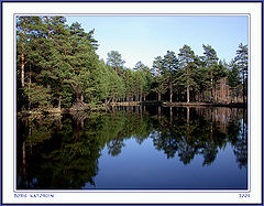 photo "Wood mirror"