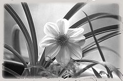 photo "Untitled photo"
