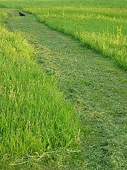 photo "Rural sketches"