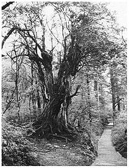 фото "Old tree in the light"