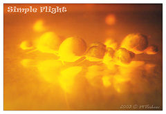 photo "Simple flight"
