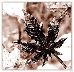 photo "Etude"