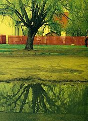 фото "double tree"