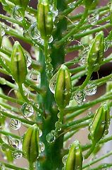 фото "Tears"