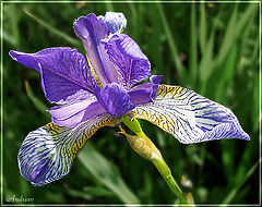 photo "Untitled photo"