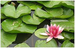 фото "Waterlily"