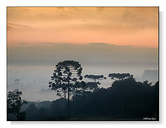 photo "Valley of Araucarias"
