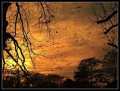 photo "Hitchcock Dream"
