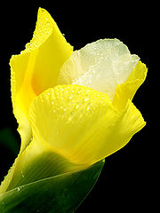 photo "yellow softness"