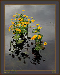 photo "Bouquet from water man"