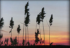 фото "Winter Sunset"