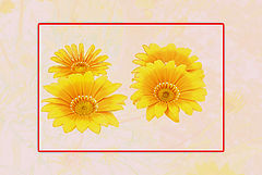 photo "Yellow flowers"