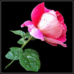 фото "Rose (study III)"
