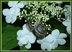 photo "A Snail"