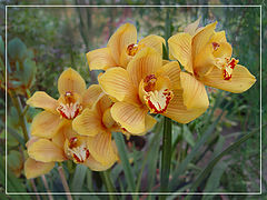 фото "Orchidee"