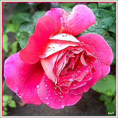 фото "Rose (study IV)"