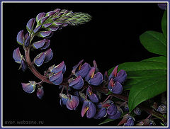 photo "Curle"