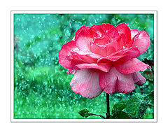 photo "Wet rose"