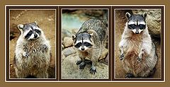 photo "Triptych:)"
