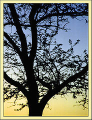 photo "Evening tree"