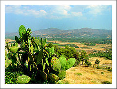 фото "View onto the olive fields"