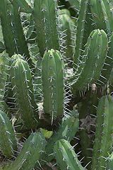 фото "mexuco 1"