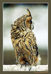 photo "The mohican 2"