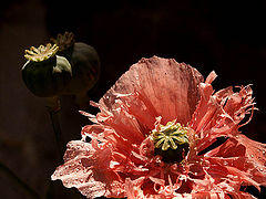 photo "papoilas..."