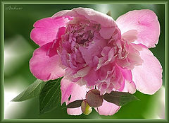 photo "Untitled photo"