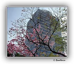 photo "Sampa"