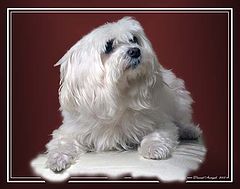 фото "Good Dogie"