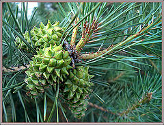фото "Black pine"