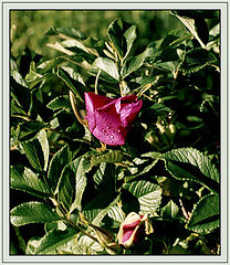 photo "Beginning"