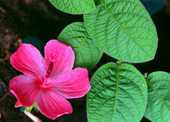 photo "Flower along my way"