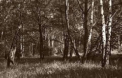 photo "My forest"