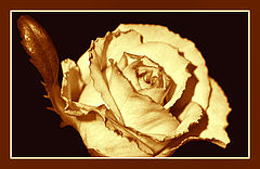 photo "Rose in gold"