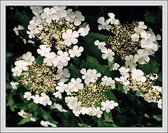 photo "Bouquet"