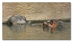 photo "Zoo  Love"