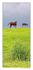 фото "Про лошадей"