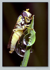 photo "On a drop"
