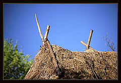 photo "The roof"