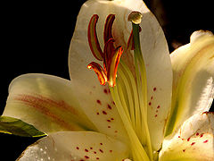 photo "paleness..."