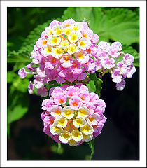 фото "Pink flowers"